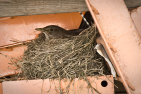 nesting thrush